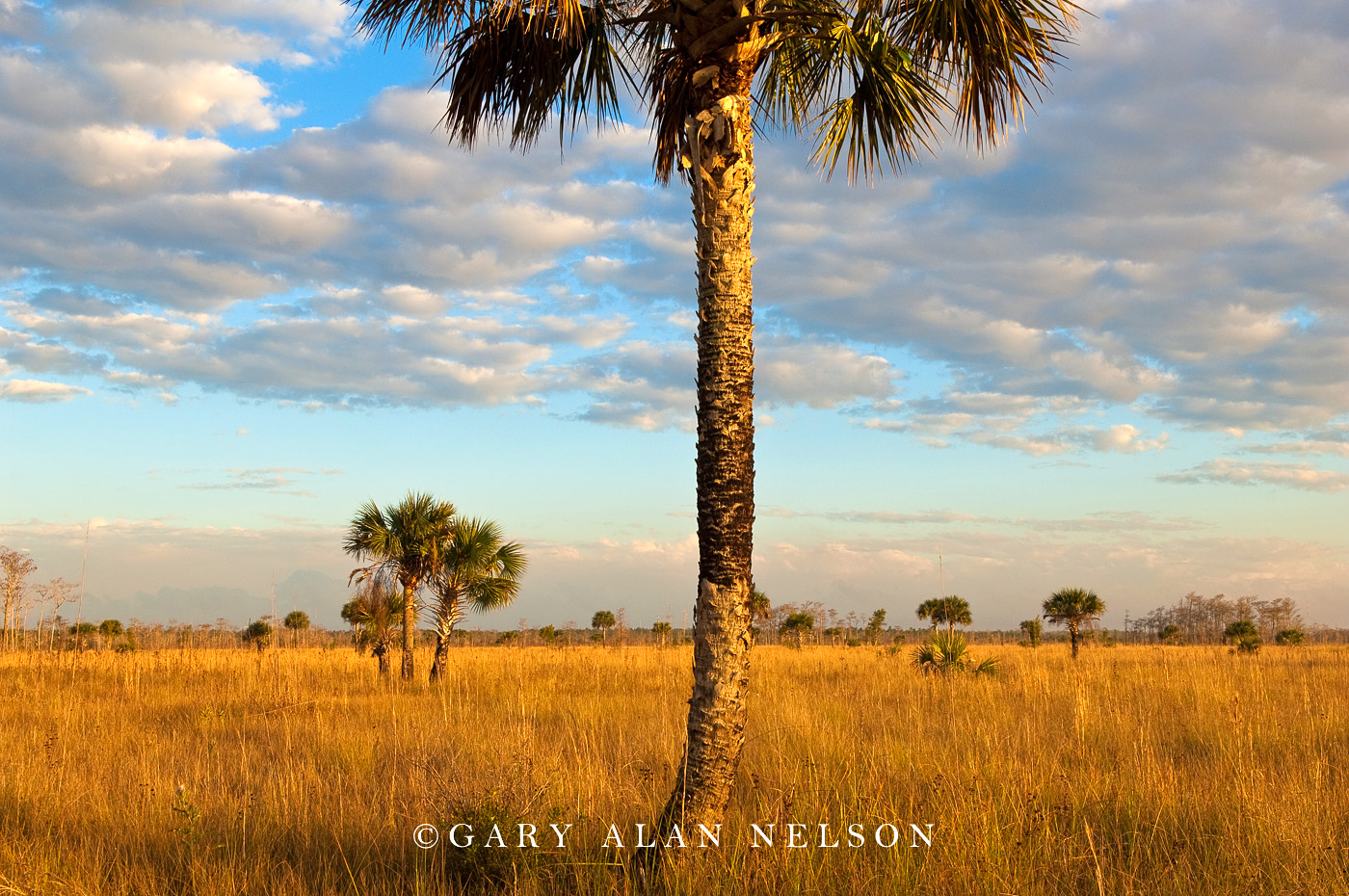 FL-10-113-NP Palm trees and clouds in the Big Cypress National Preserve, Florida.