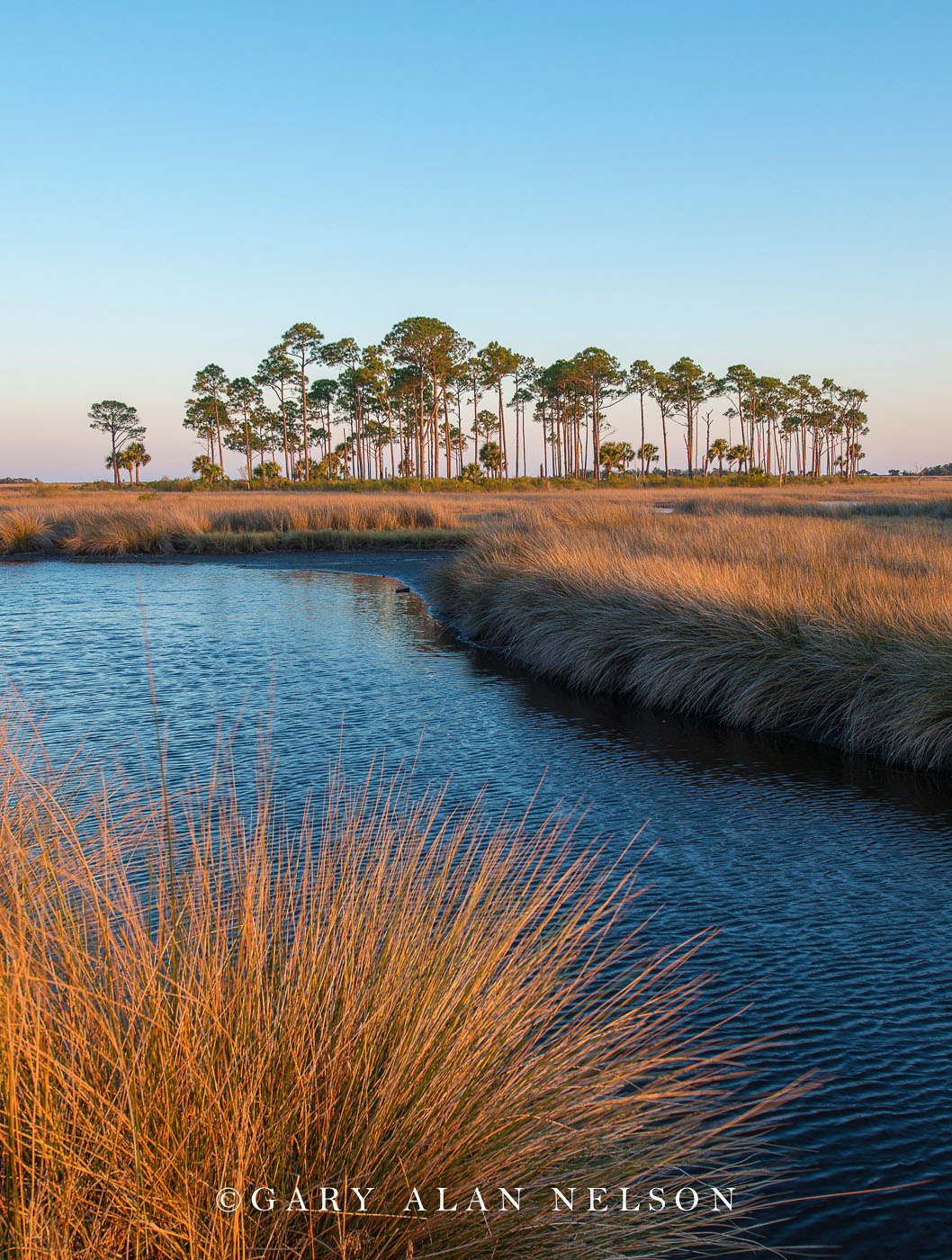 FL-15-10-NWR Grasses and longleaf pine in freshwater marsh, St. Marks National Wildlife Refuge, FLorida