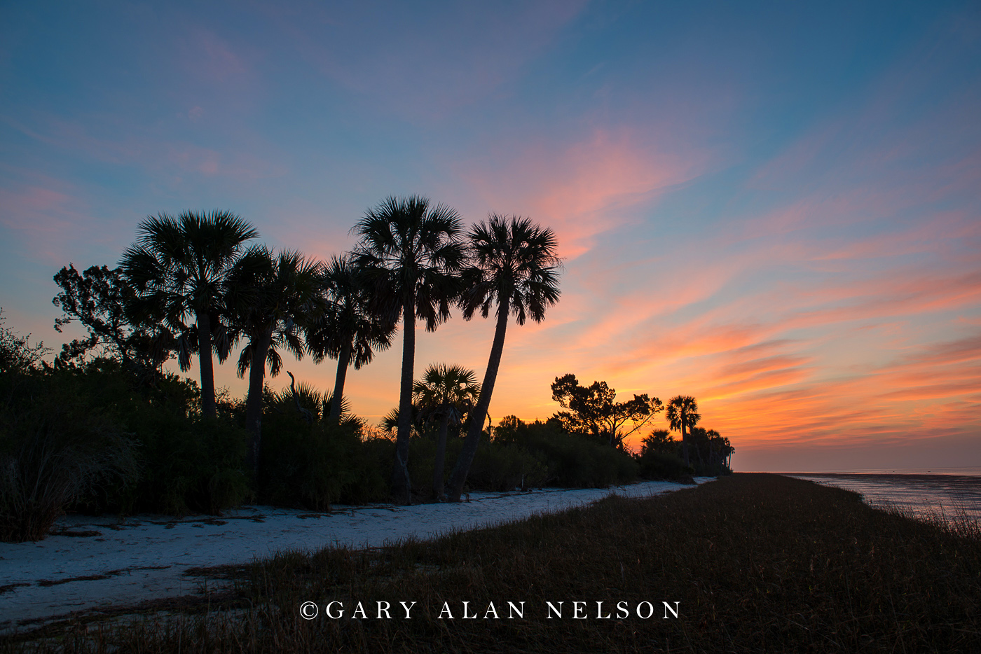 FL-15-14-NWR Sunrise over palms and the Gulf Coast, St. Marks National Wildlife Refuge, Florida