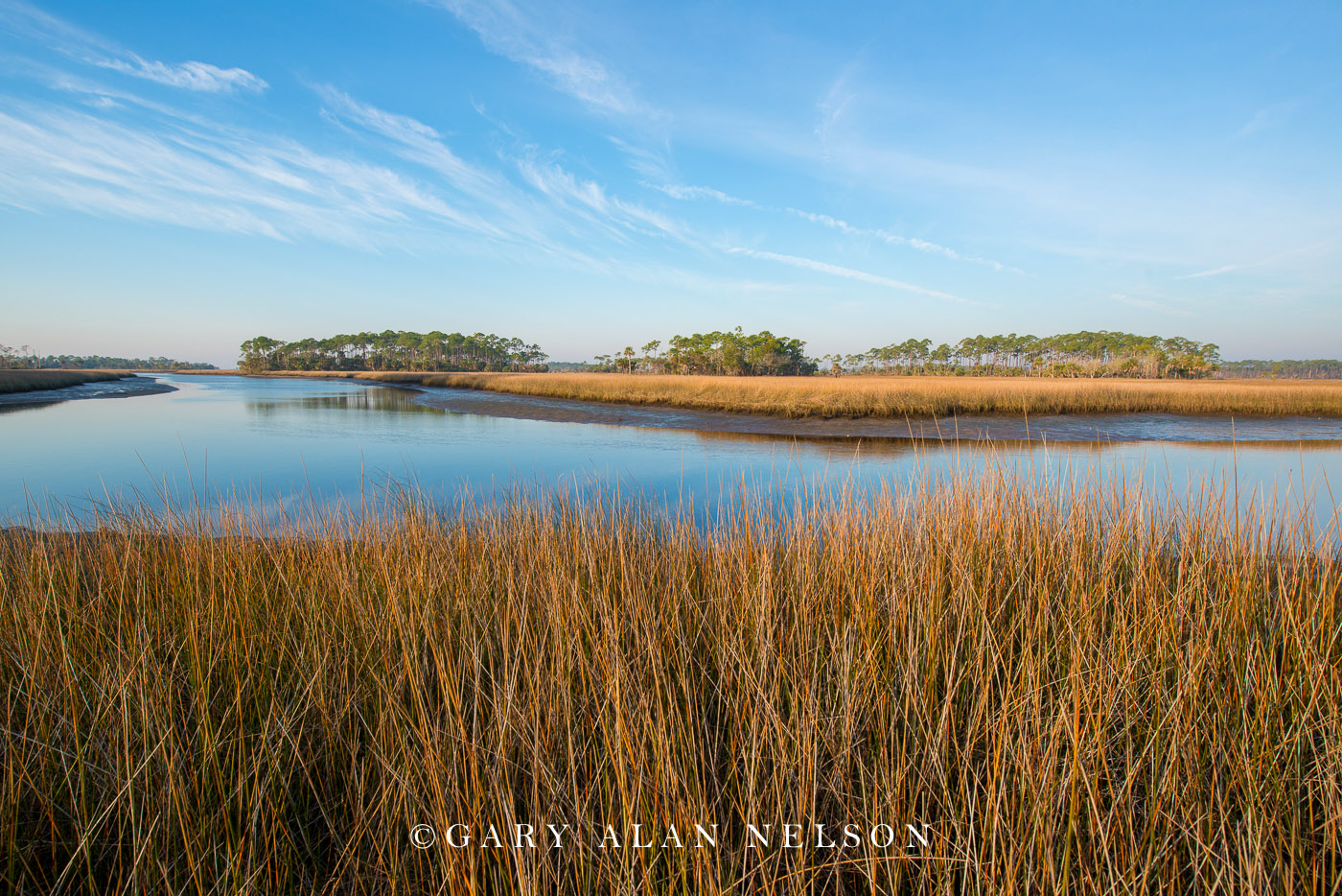 FL-15-23-NWR Grasses and groves in freshwater marsh, St. Marks National Wildlife Refuge, FLorida