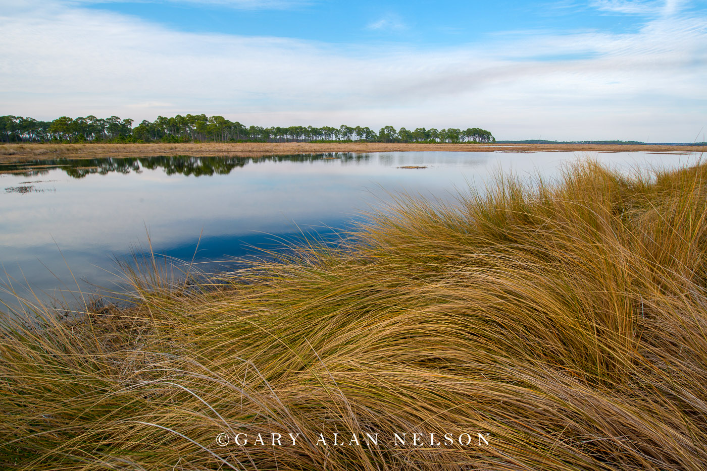 FL-15-43-NWR Grasses along freshwater marsh, St. Marks National Wildlife Refuge, FLorida