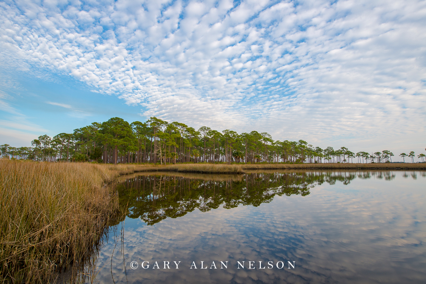 FL-15-48-NWR Scalloped clouds over long leaf pines and freshwater marsh, St. Marks National Wildlife Refuge, Florida