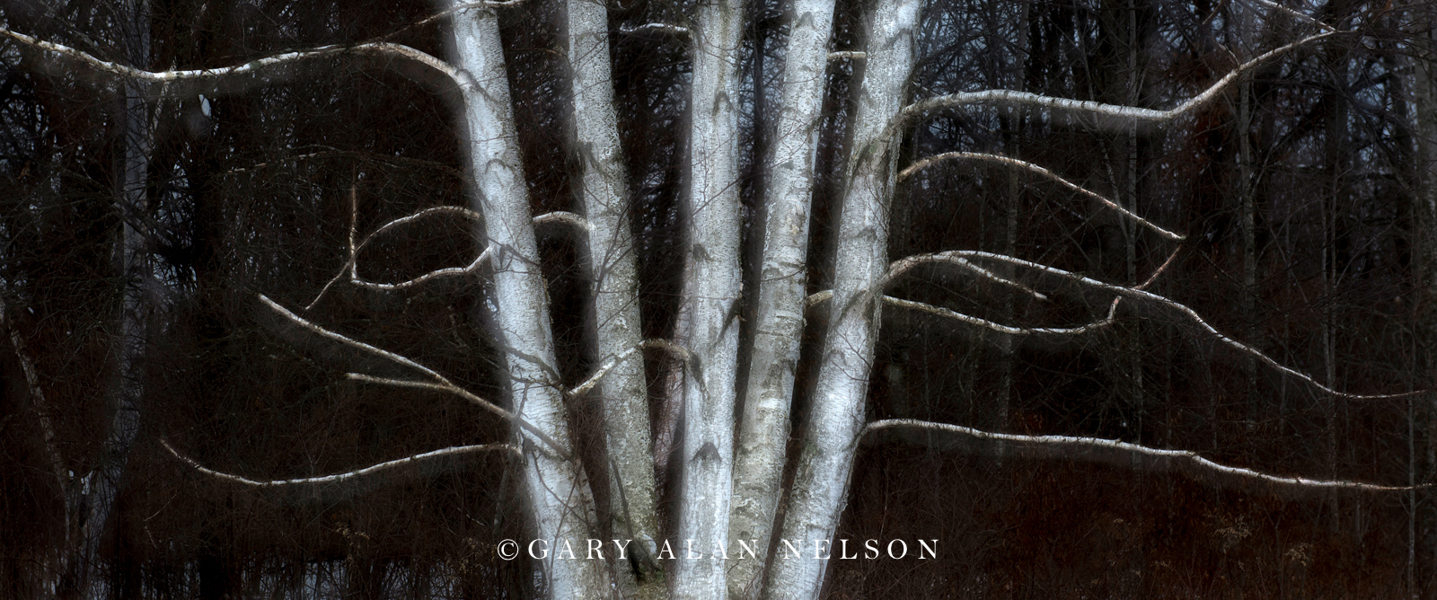 abstract, multiple exposure, tree