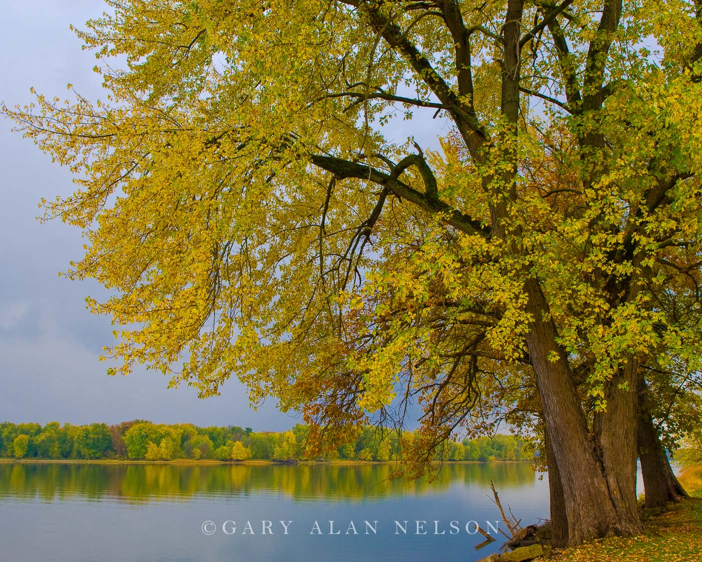 IA-08-1-WA Silver maple over the Mississippi River, Mississippi River National Wildlife Refuge, Iowa