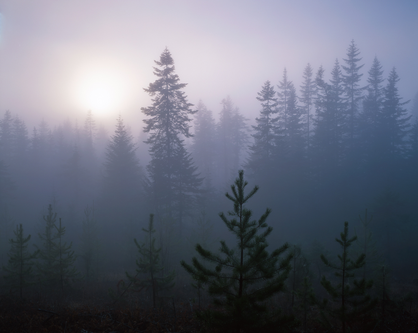 Fog Shrouded Pines on the lolo trail, Nez Perce Ntl. Forest, Lewis and Clark National Historic trail, Idaho