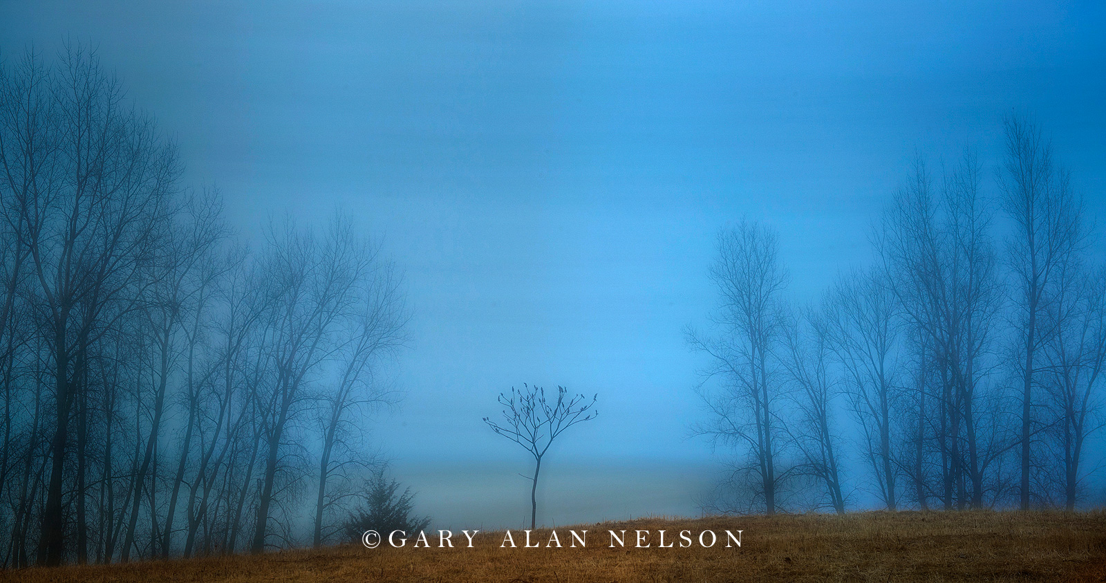 abstract, multiple exposure, tree