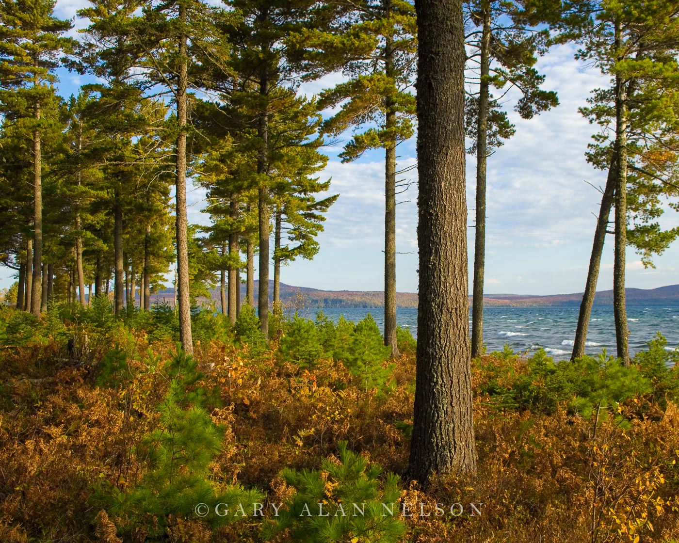 White Pines along Lake Superior Michigan Gary Alan Nelson Photography