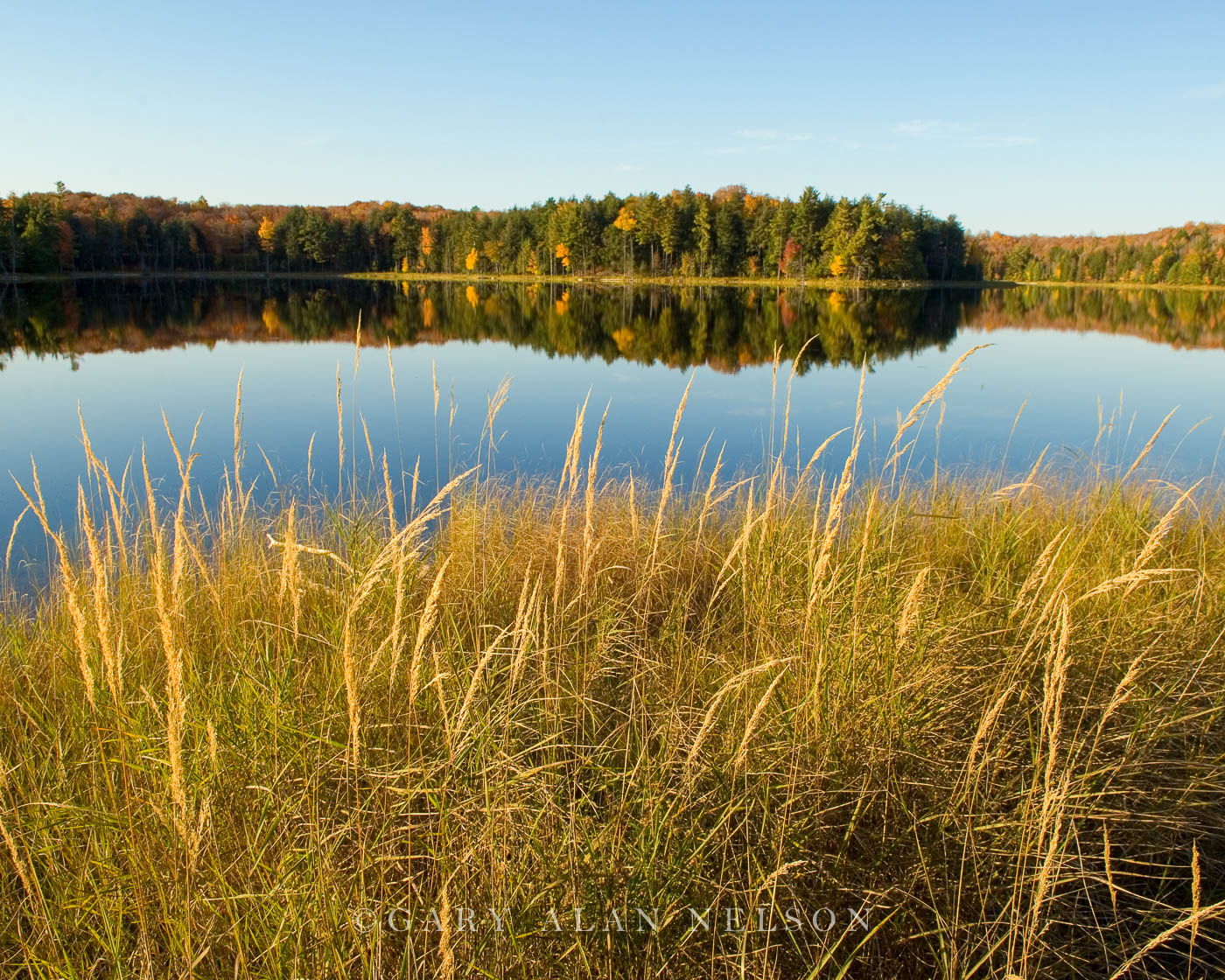 Grasses along Helen Lake Michigan Gary Alan Nelson Photography