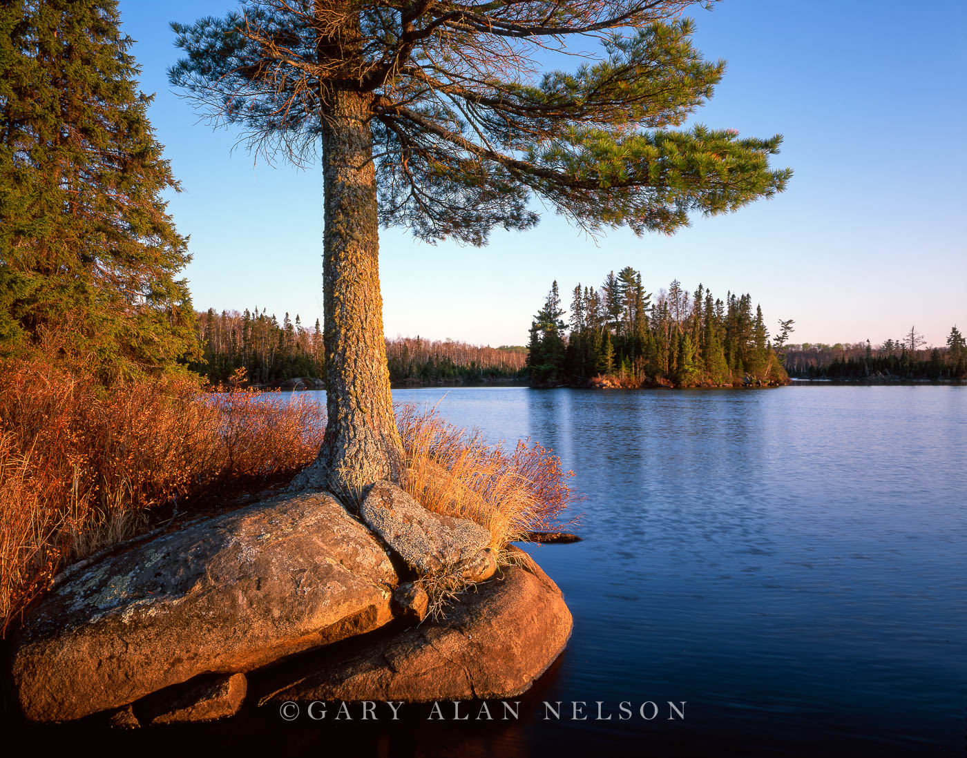 White pine framing crowded island on Burnt Lake, Boundary Waters Canoe Area Wilderness, Minnesota