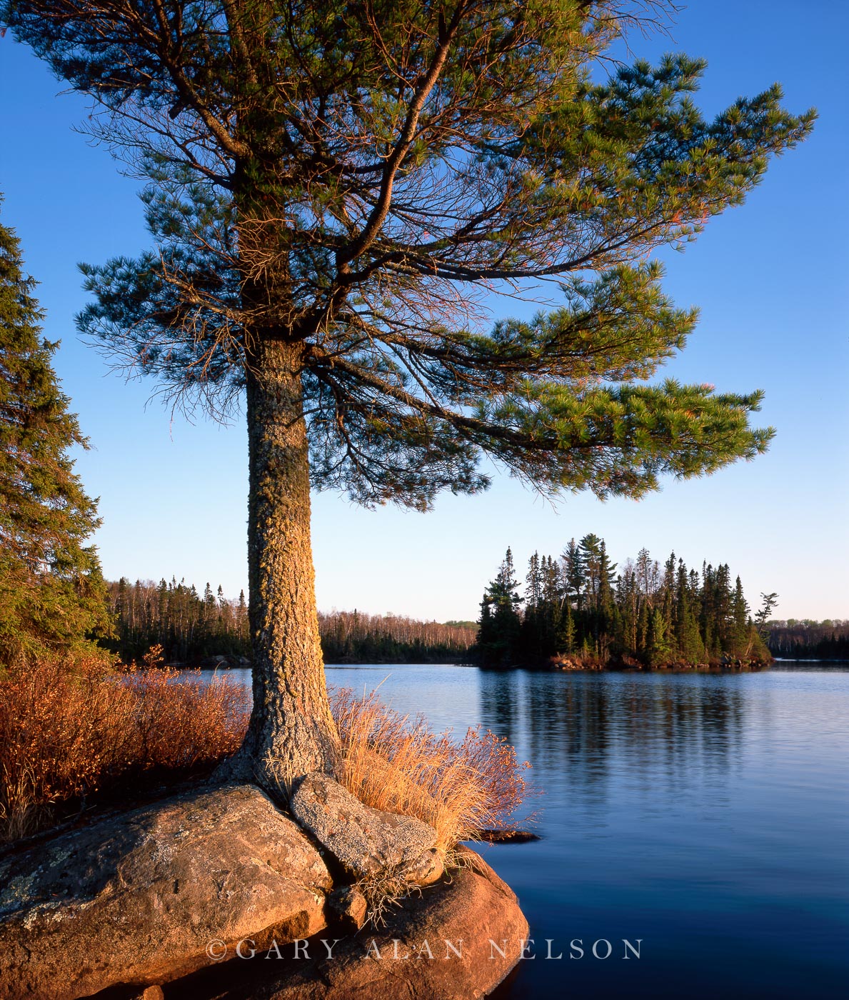 White pine framing crowded island on Burnt Lake, Boundary Waters Canoe Area Wilderness, Minnesota