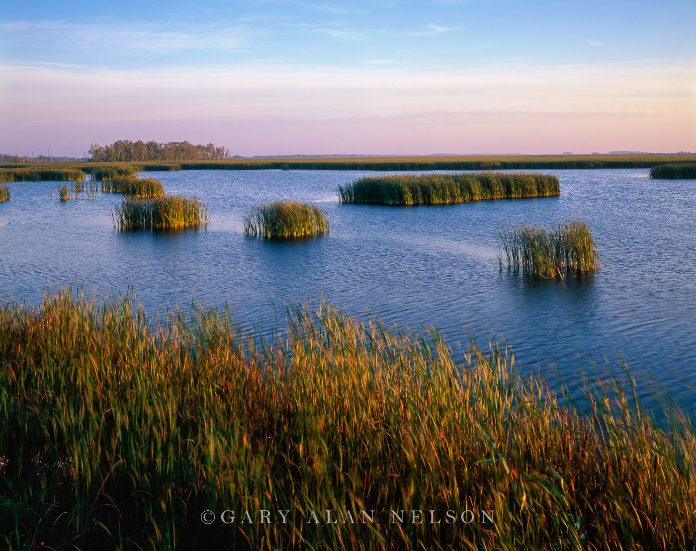 Cattails and wetlands in Agassiz National Wildlife Refuge, Aspen Parklands, Minnesota