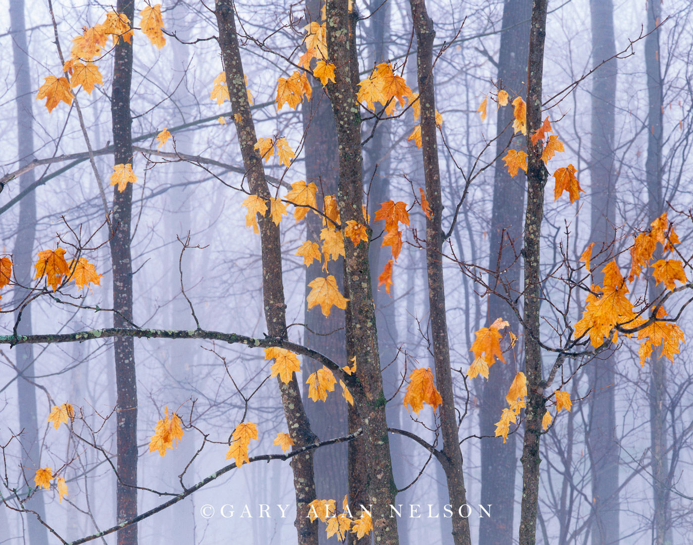 Dangling maple leaves in fog shrouded Chengwatana State Forest, Minnesota