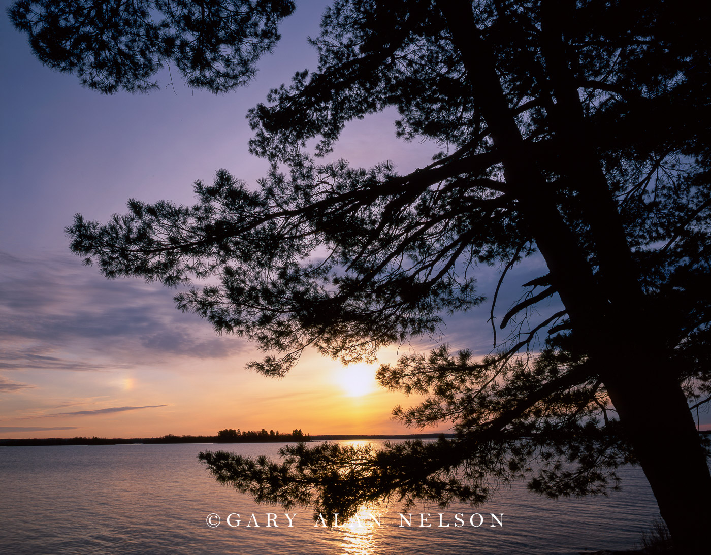 White Pine Sunrise Voyageurs National Park, Minnesota Gary Alan Nelson Photography
