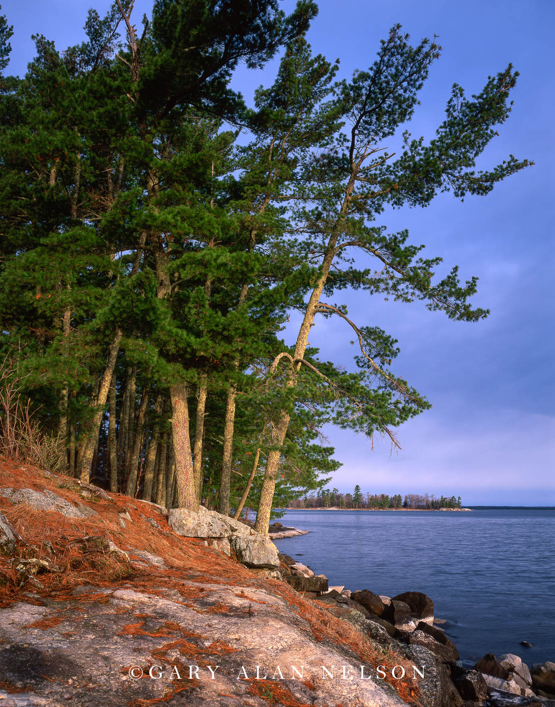 White Pines on Kabetogema Lake Voyageurs National Park, Minnesota