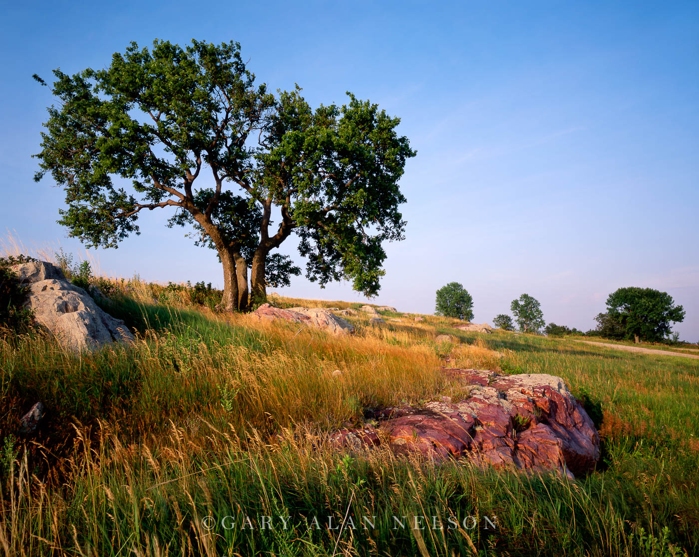 Sioux Quartzite and ash tree on the prairie, Blue Mounds State Park, Minnesota