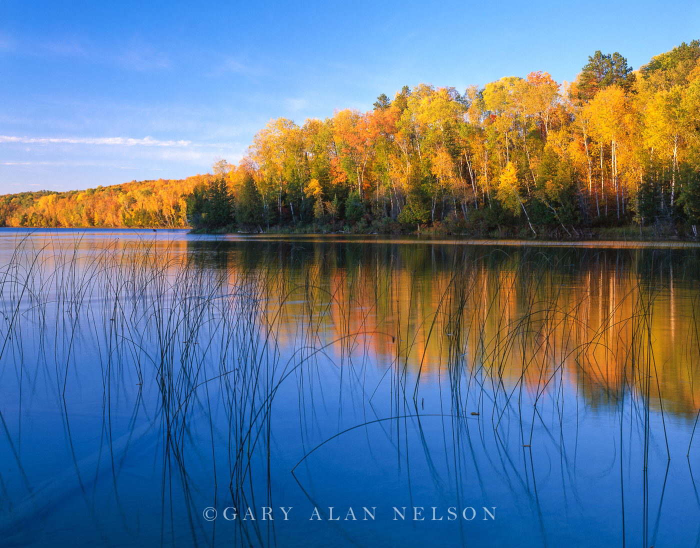 Bulrushes silhouetted against autumn reflections on Hatch Lake, Chippewa National Forest, Minnesota