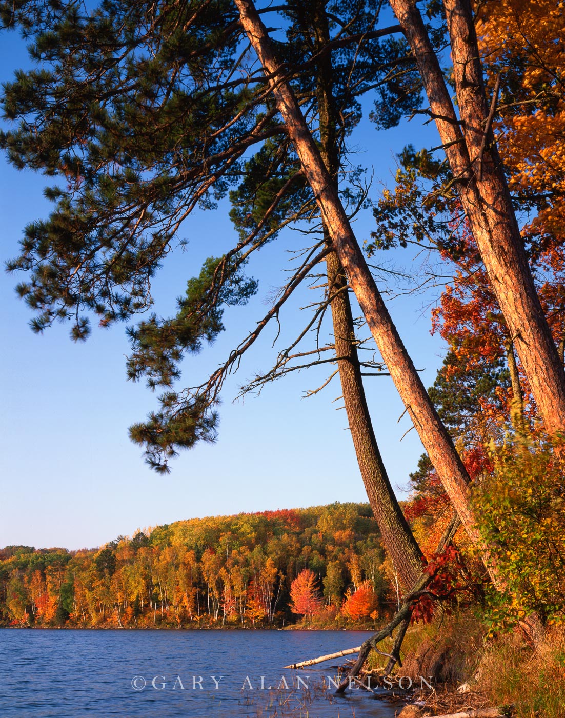 White and red pines leaningf over Kremer Lake, Chippewa National Forest, Minnesota