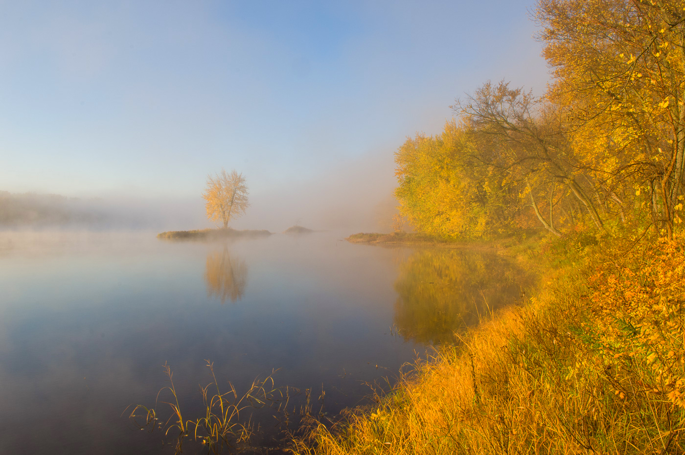 Lone tree in fog along the St. Croix National Scenic River, Interstate State Park, Minnesota/Wisconsin