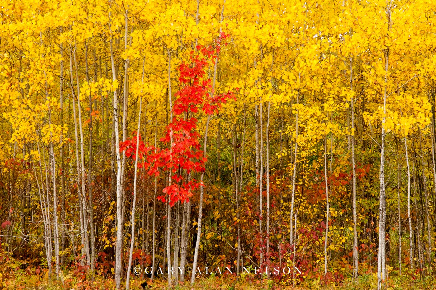 MN-09-329-NF Lone maple in a sea of aspens, Chippewa National Forest, Minnesota.&nbsp;