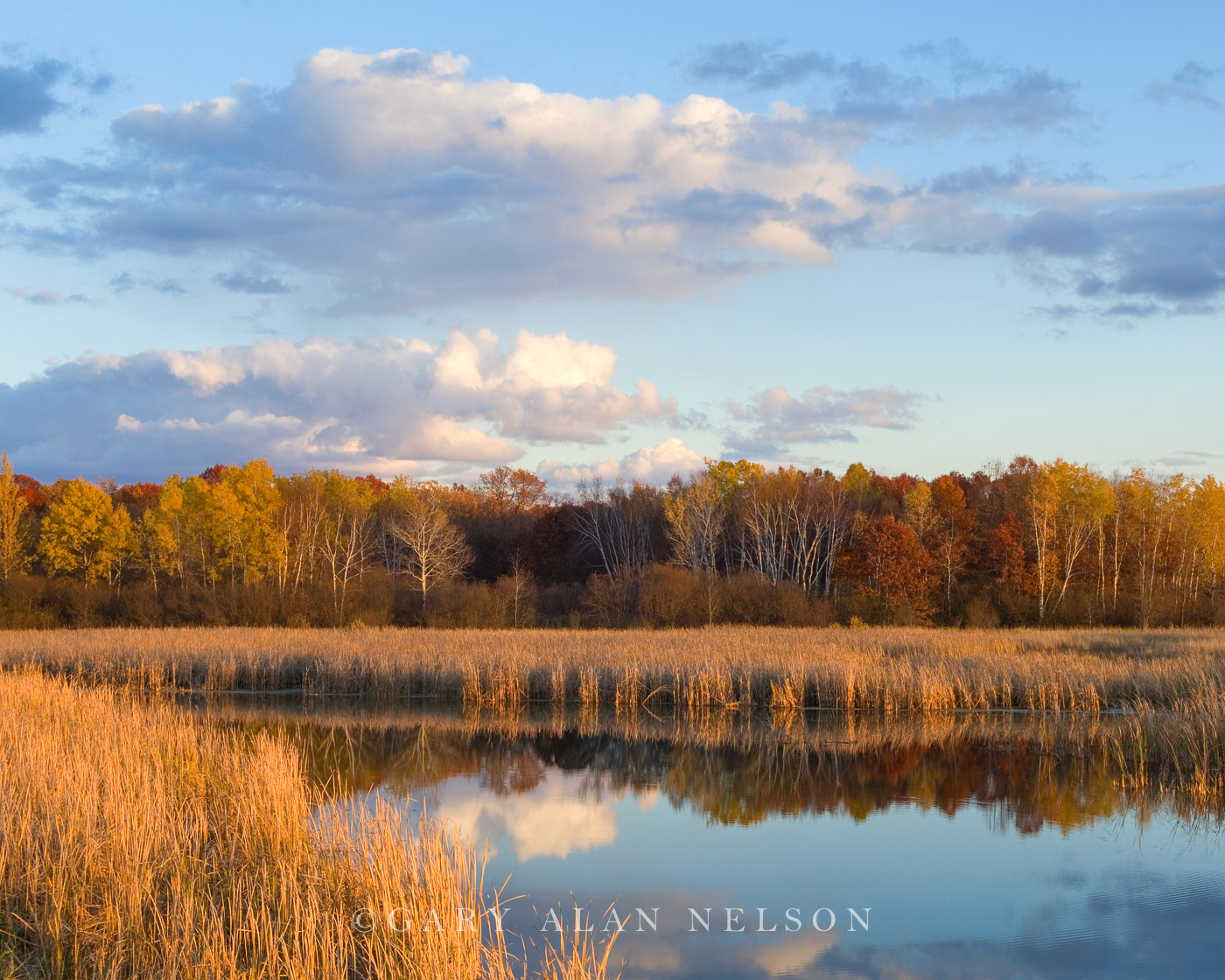 Cattail Marsh in Autumn Minnesota Gary Alan Nelson Photography