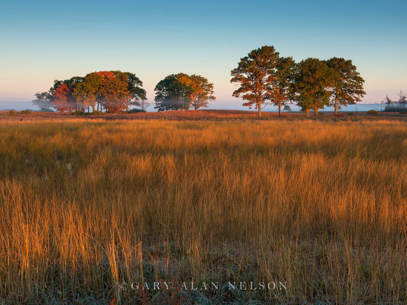 Grasses and copse of trees, Carlos Avery State Wildlife Area, Minnesota