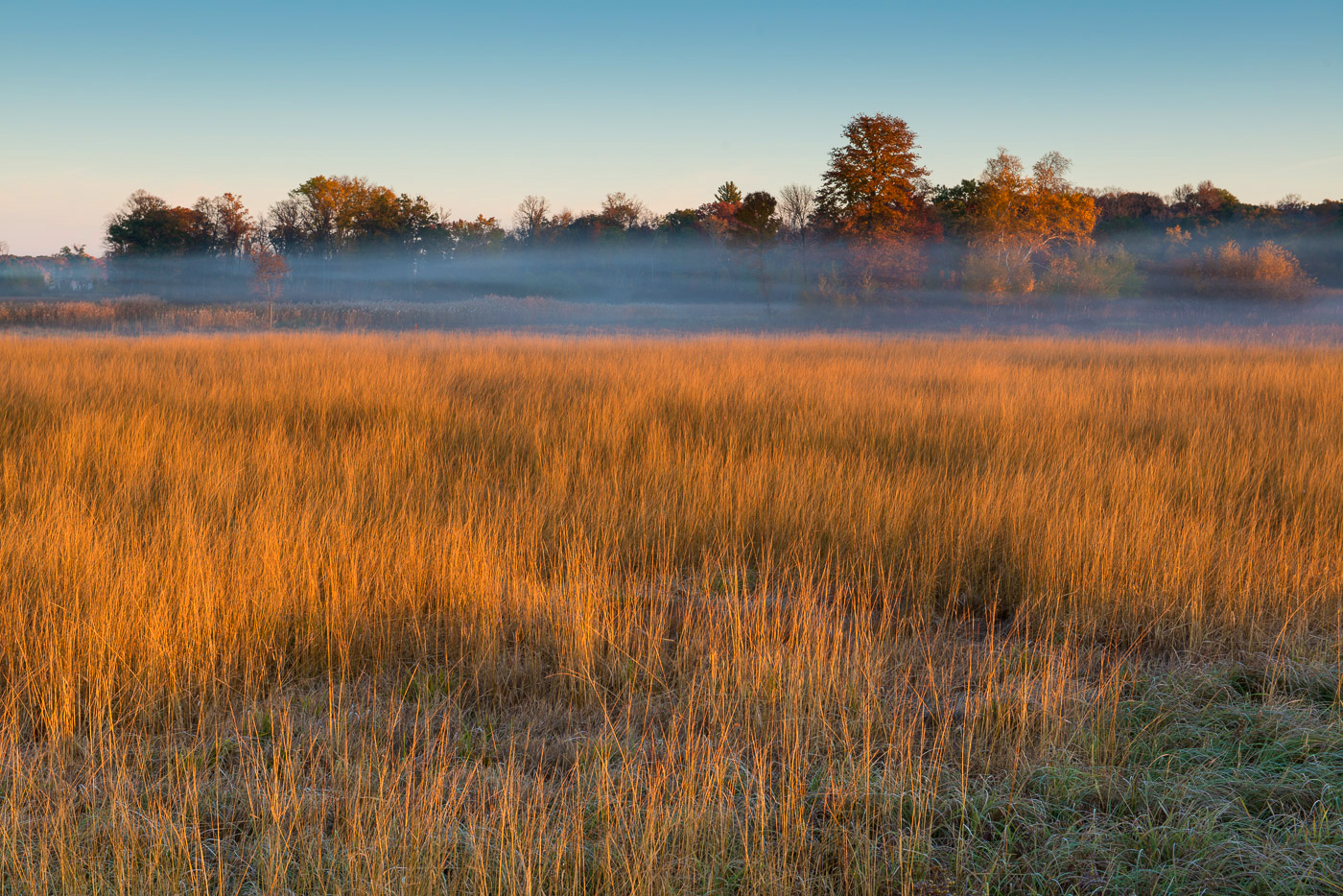 Grasses and fog, Carlos Avery State Wildlife Area, Minnesota