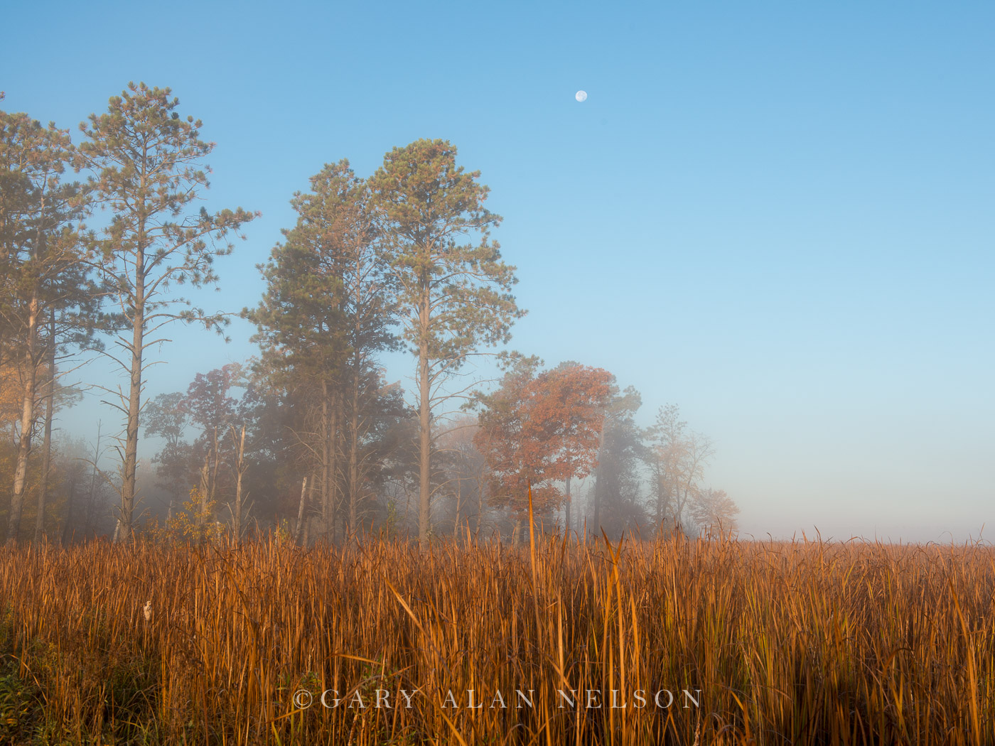 Fog and full moon over cattail marsh, Carlos Avery State Wildlife Management Area, Minnesota