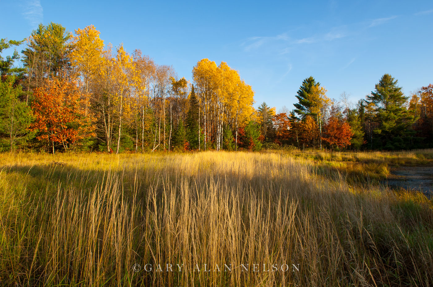 Grasses and trees in autumn, Chippewa National Forest, Minnesota