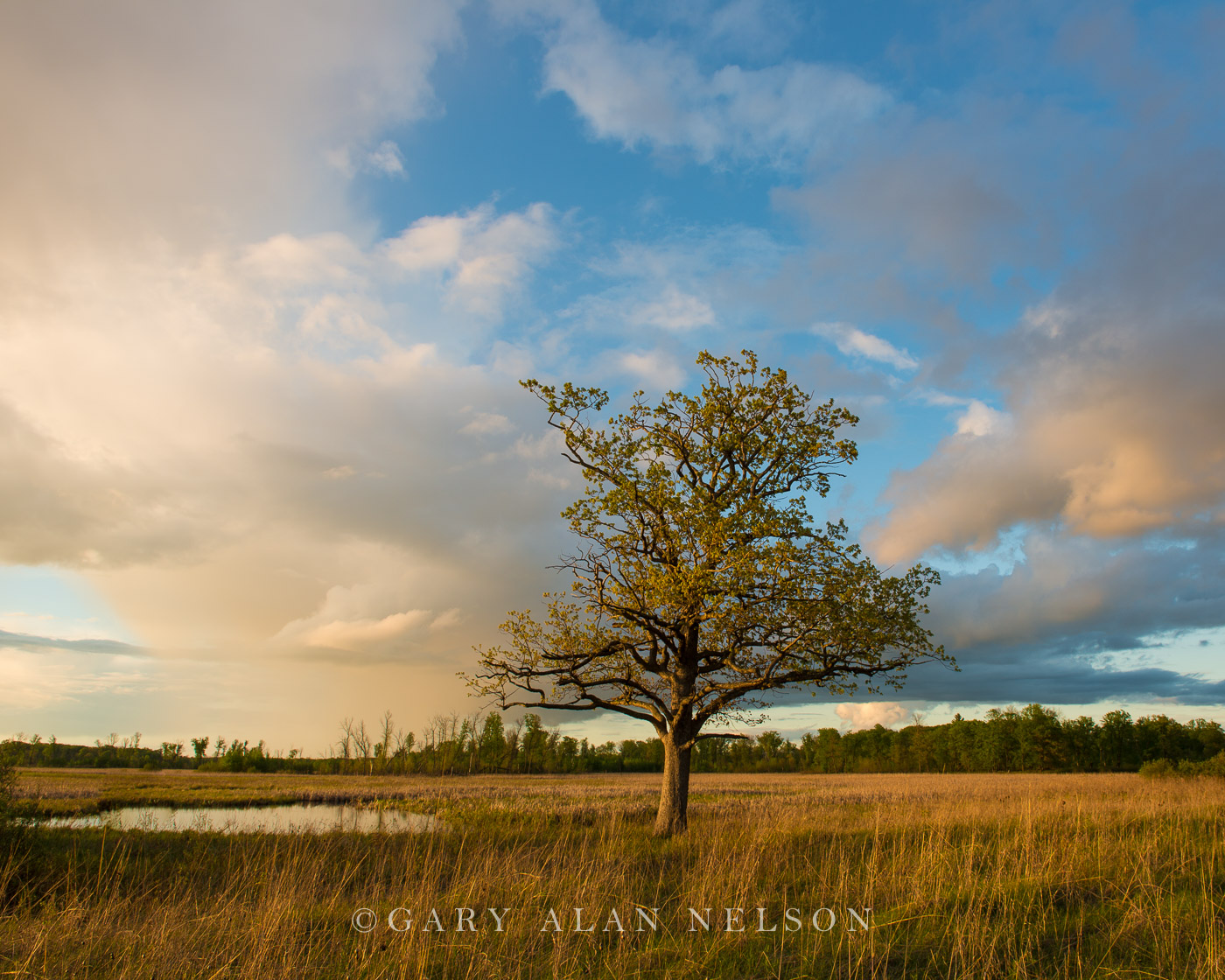 MN-12-61-WA Lone tree and prairie, Carlos Avery Wildlife Management Area, Minnesota