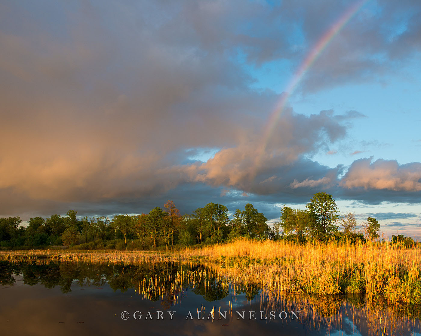 MN-12-76-WA Cattail marsh, prairie clouds and rainbow over Carlos Avery Wildlife Management  Area, Minnesota