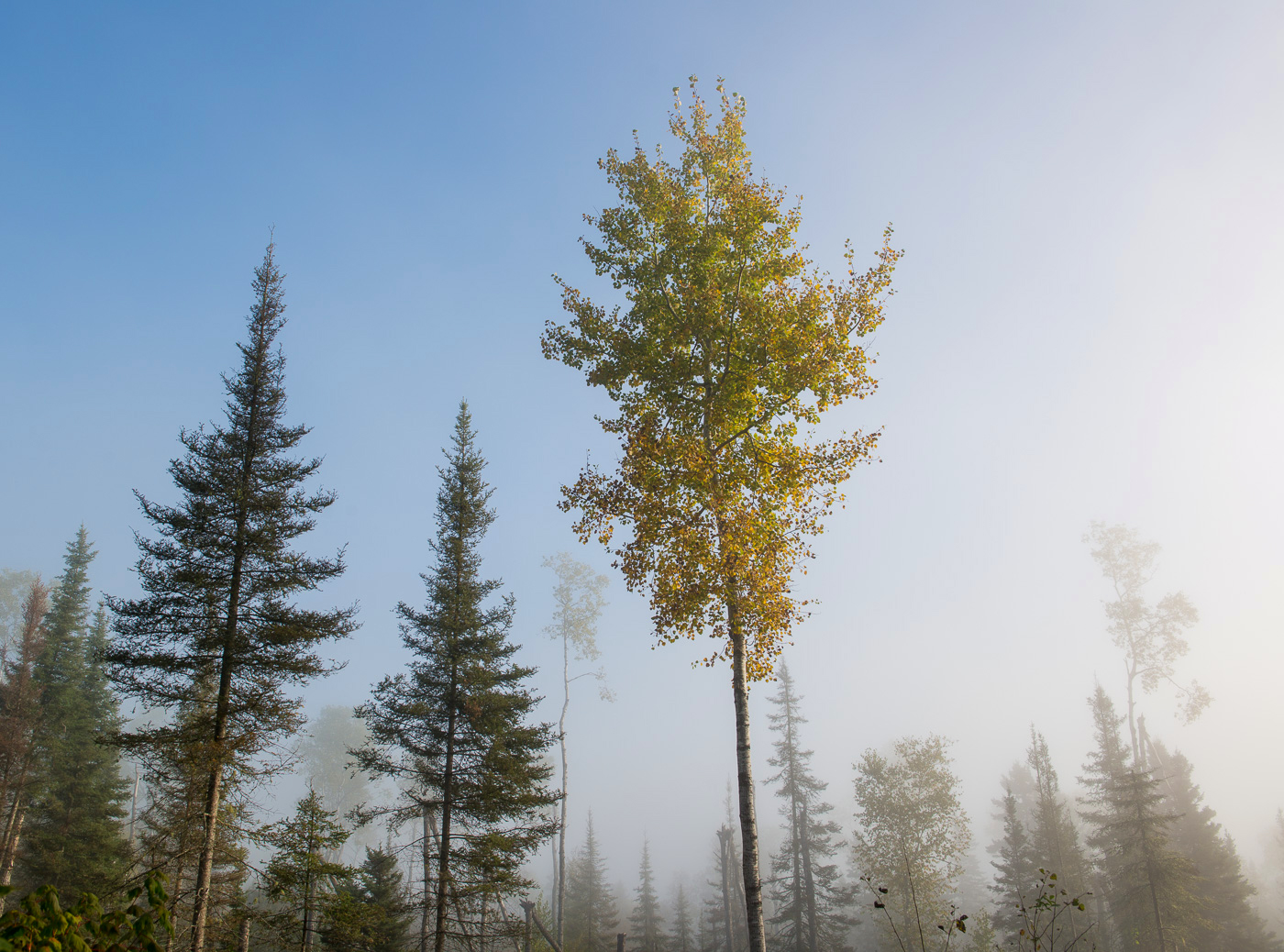 Fog over Superior National Forest in autumn, Minnesota