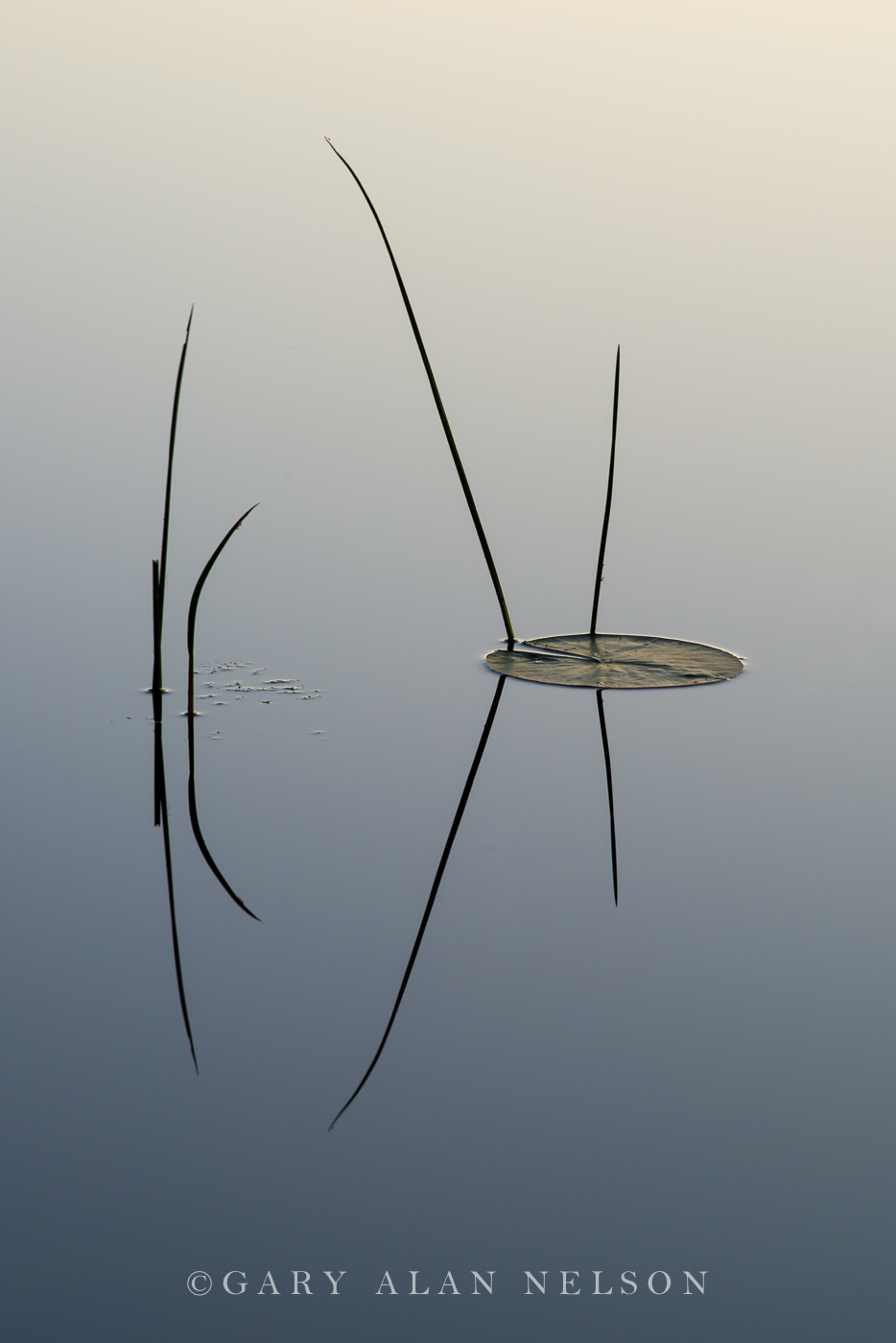 Lily pads and bulrushes, Allemansratt Park, Lindstrom, MN