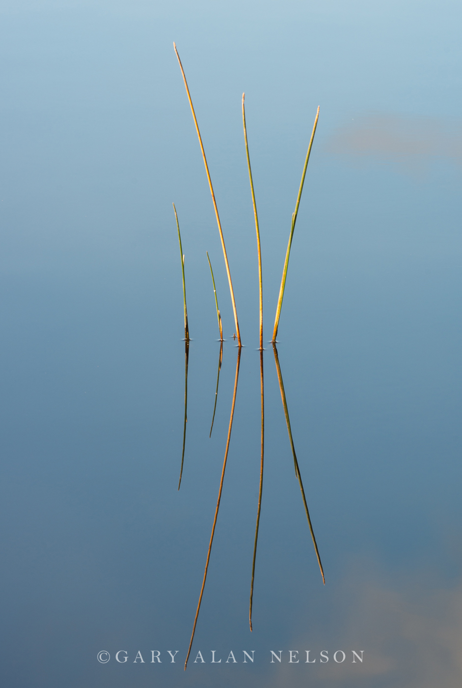 Bulrushes reflecting in McDougal Lake, Superior National FOrest, Minnesota