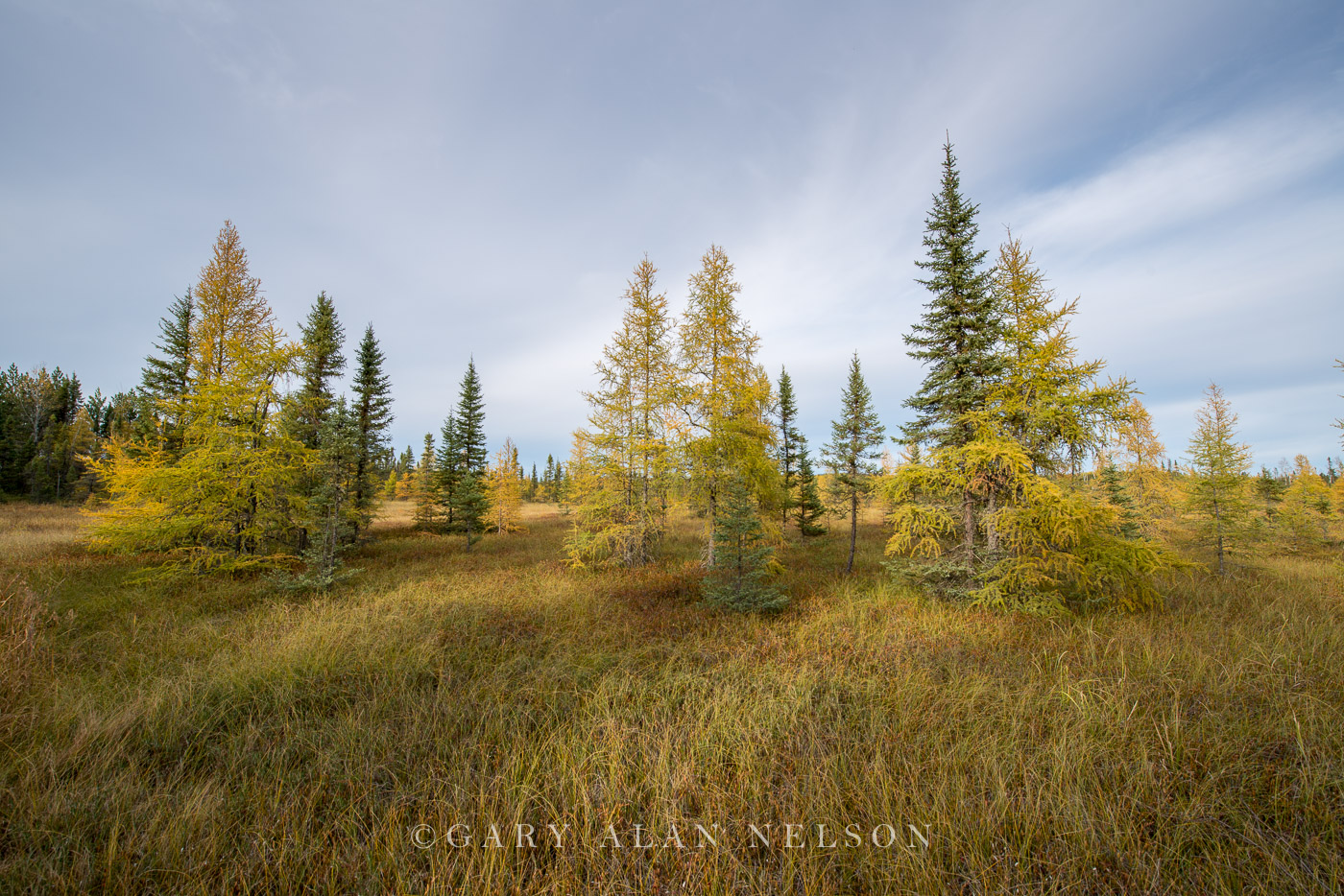 Tamarack trees in a bog, Superior National Forest, Minnesota