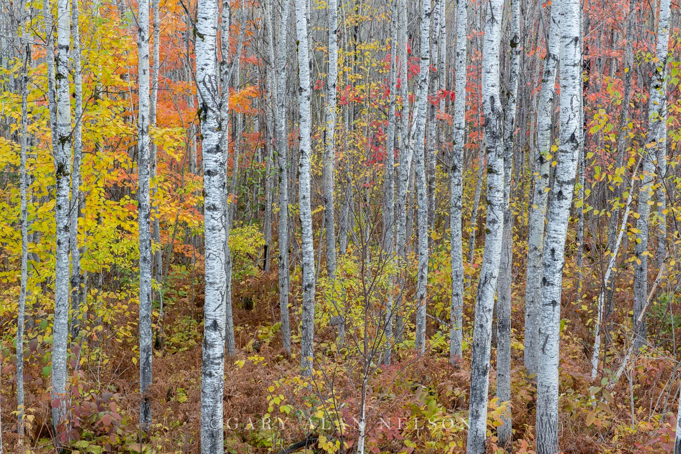 Colors in the Superior National FOrest, Minnesota