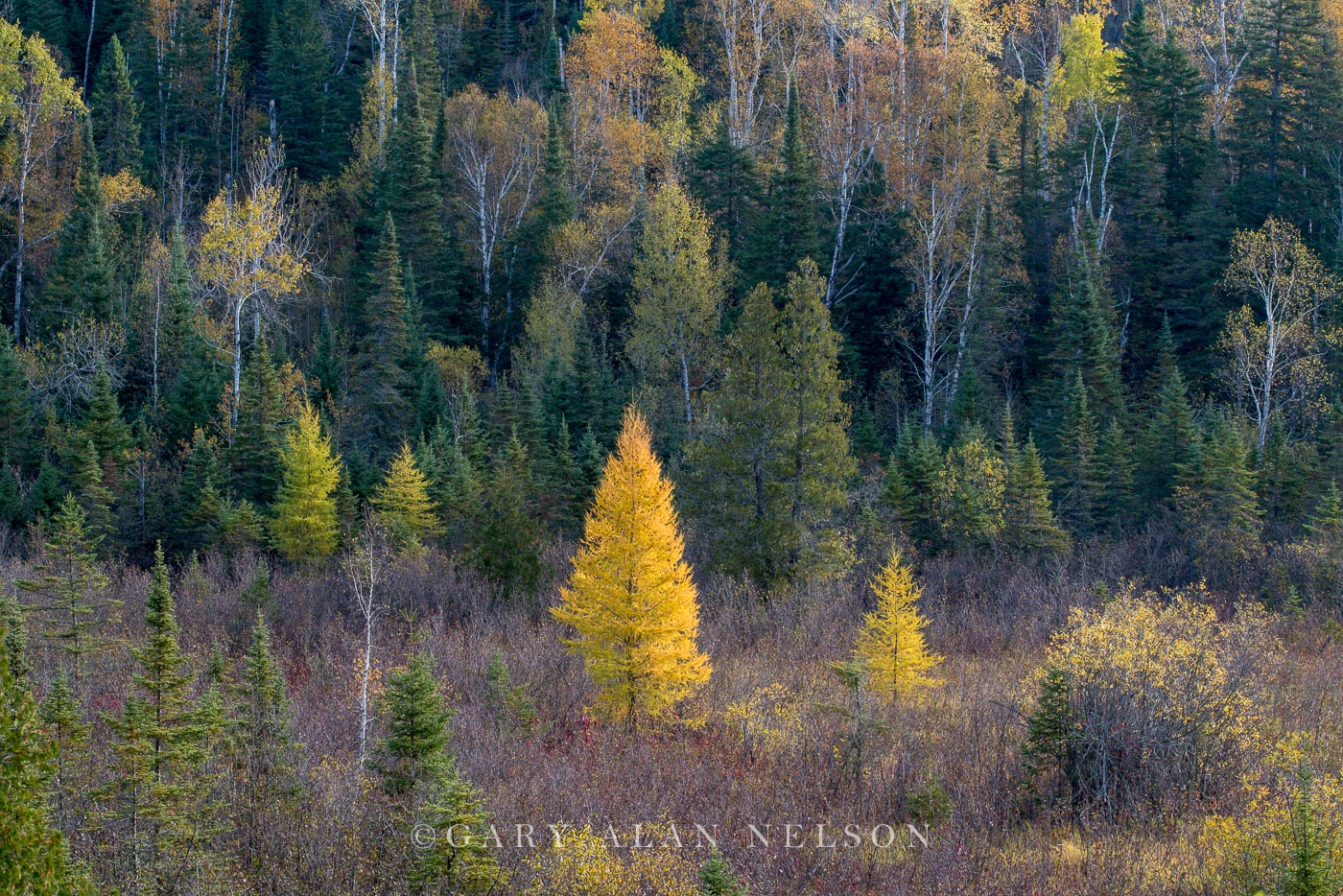 Tamarack and pine trees in autumn, Superior National FOrest, Minnesota