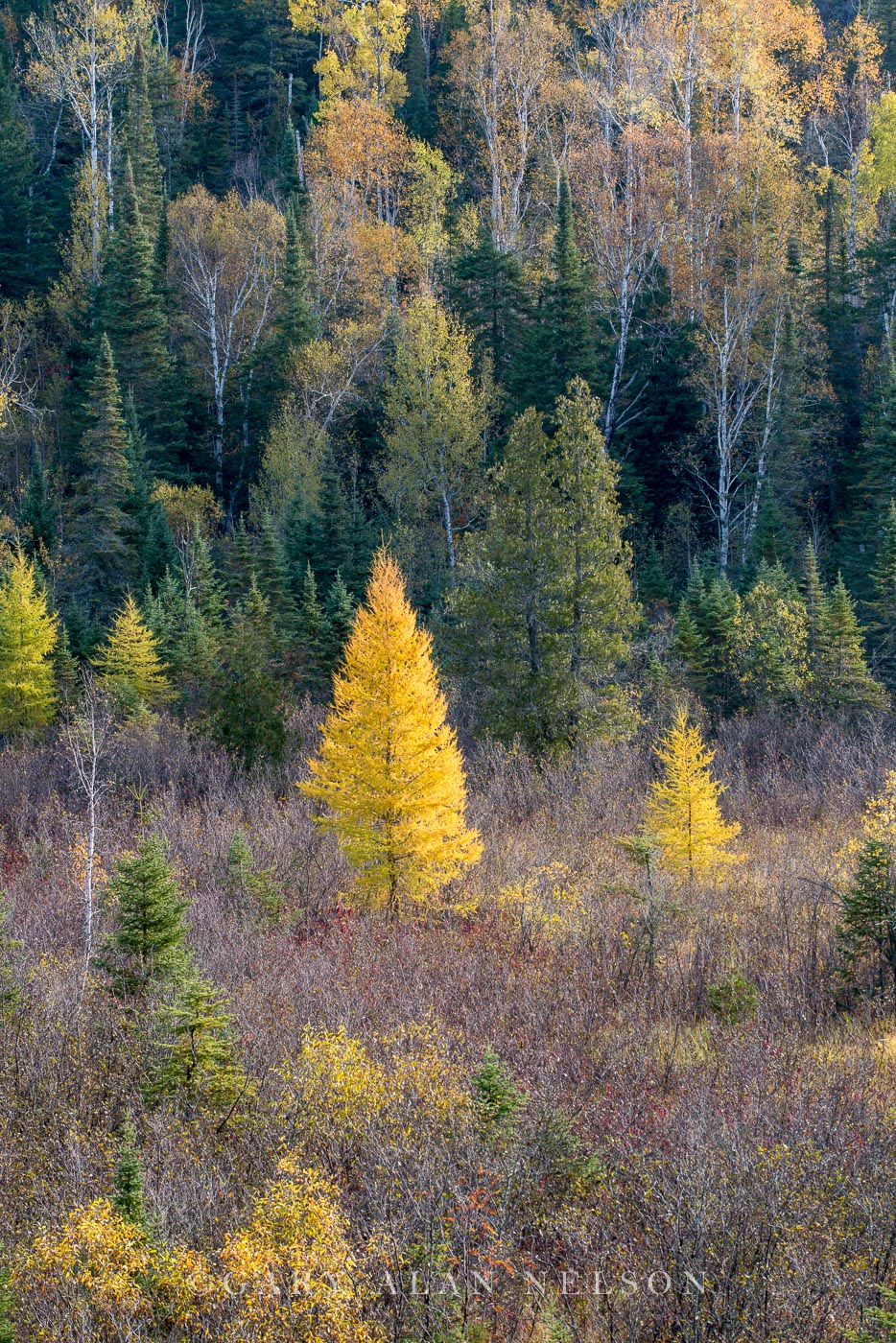 Tamarack and pine trees in autumn, Superior National FOrest, Minnesota