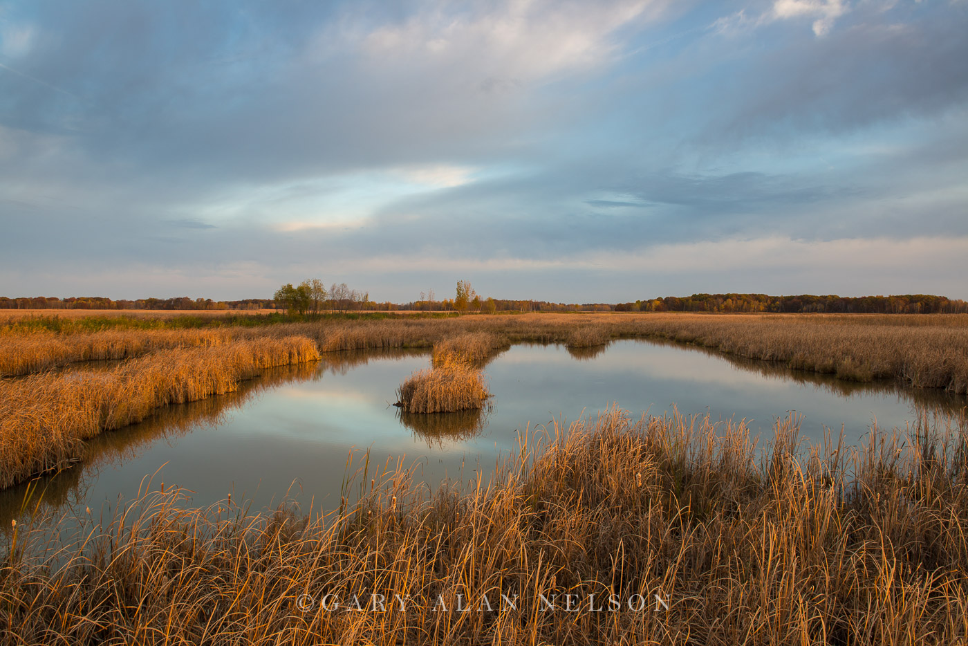 Cattail marsh and sky, Carlos Avery State Wildlife Management Area, Minnesota