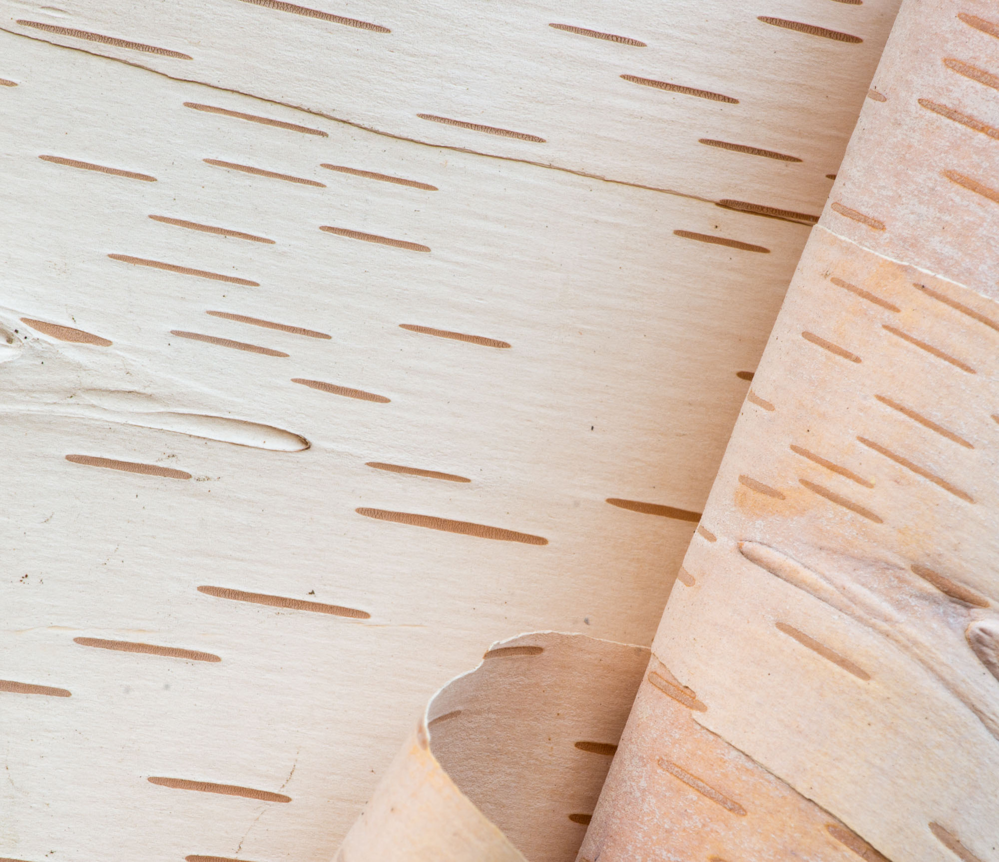 Birch bark, Carlos Avery State Wildlife Management Area, Minnesota