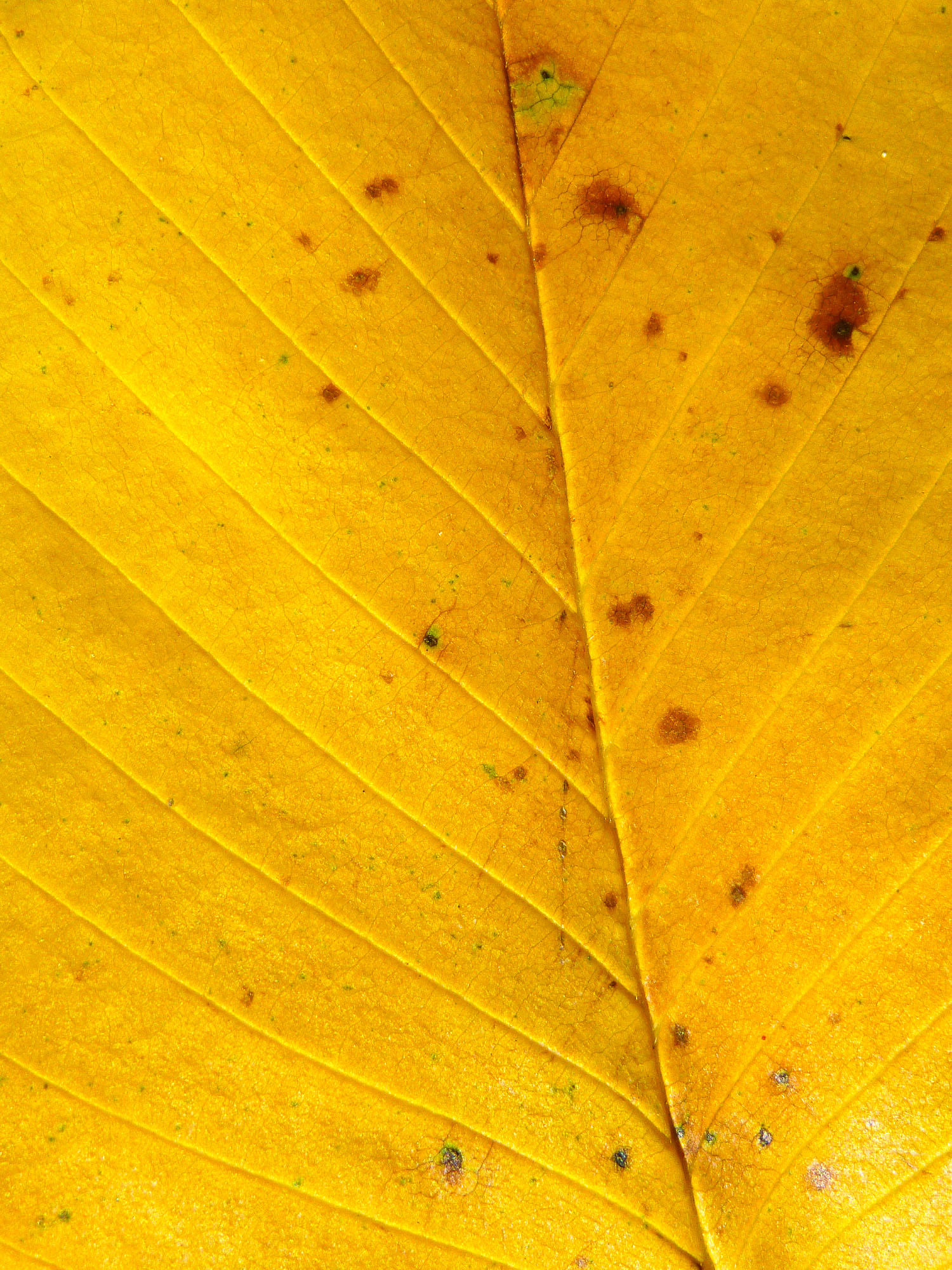 Birch Leaf