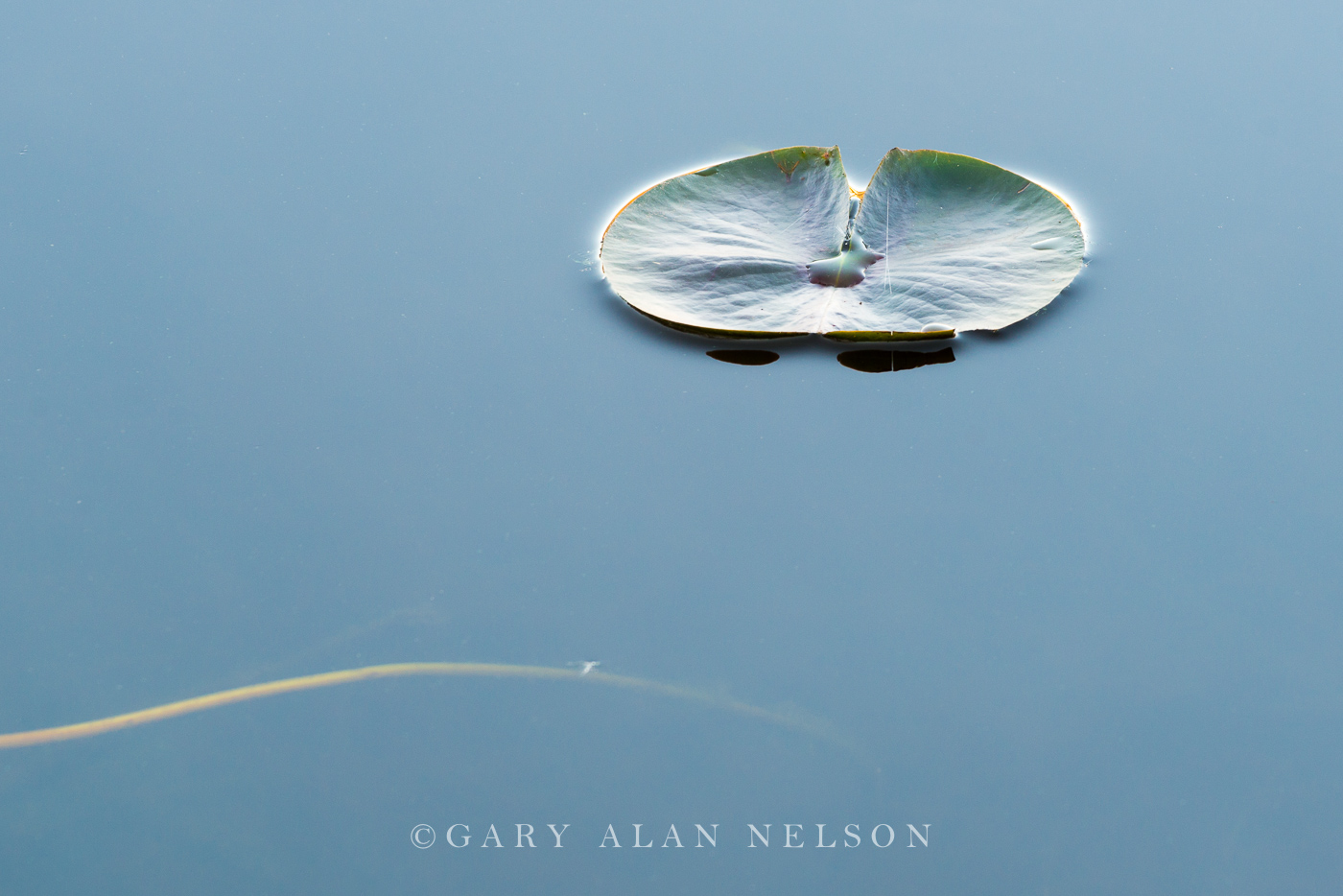 Lily pad in the calm waters of Bull Lake, Allemansratt Park, Lindstrom, Minnesota
