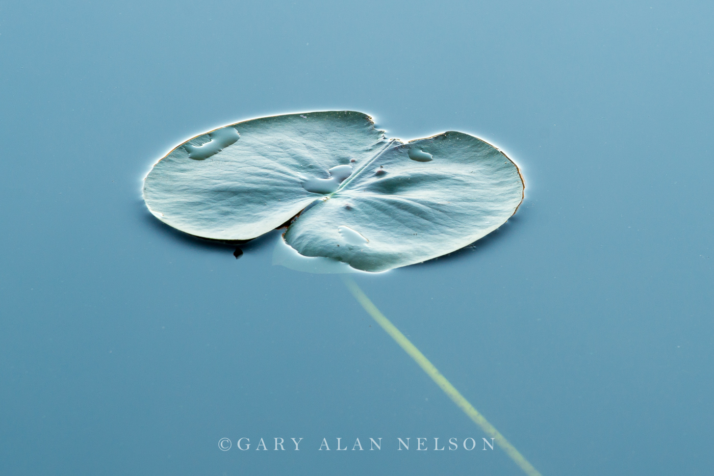 Lily pad in the calm waters of Bull Lake, Allemansratt Park, Lindstrom, Minnesota