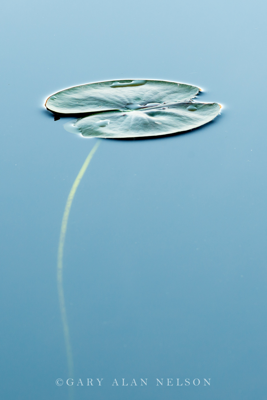 Lily pad in the calm waters of Bull Lake, Allemansratt Park, Lindstrom, Minnesota