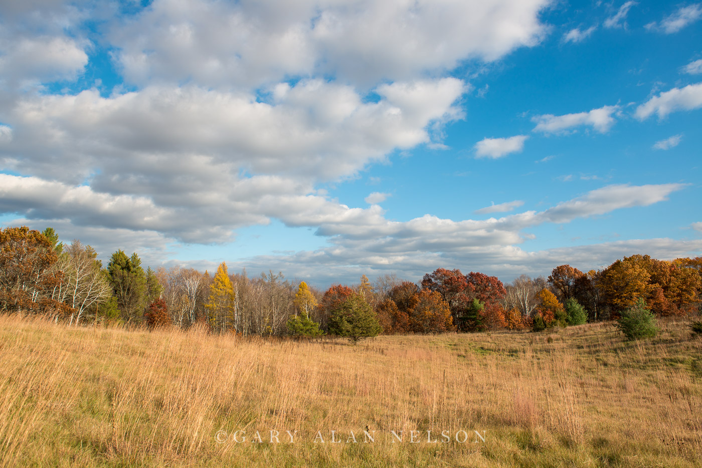 Prairie grasses and woods in autumn, Carlos Avery State Wildlife Management Area, Minnesota