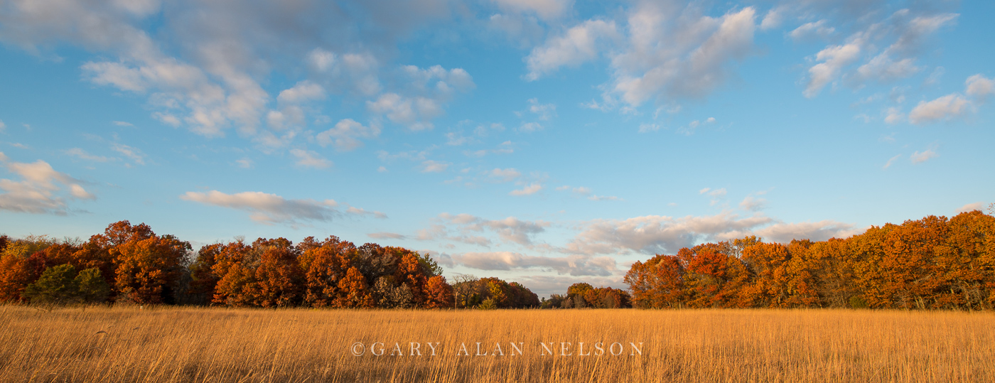 Prairie grasses and woods in autumn, Carlos Avery State Wildlife Management Area, Minnesota