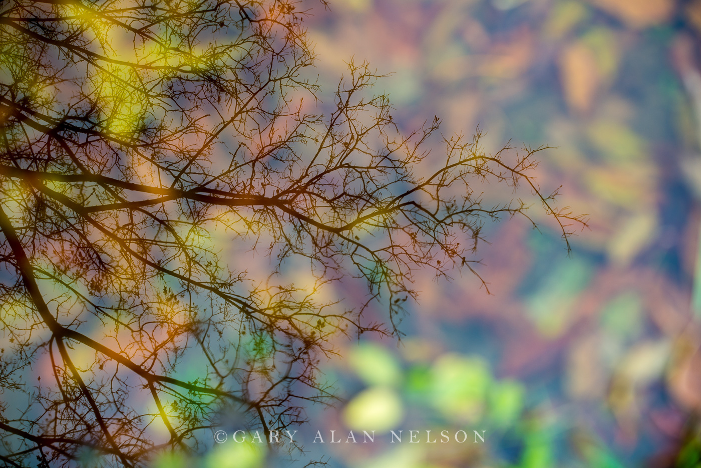 Fallen leaves and tree branches reflecting in a pool of water, Allemansratt Park, Minnesota