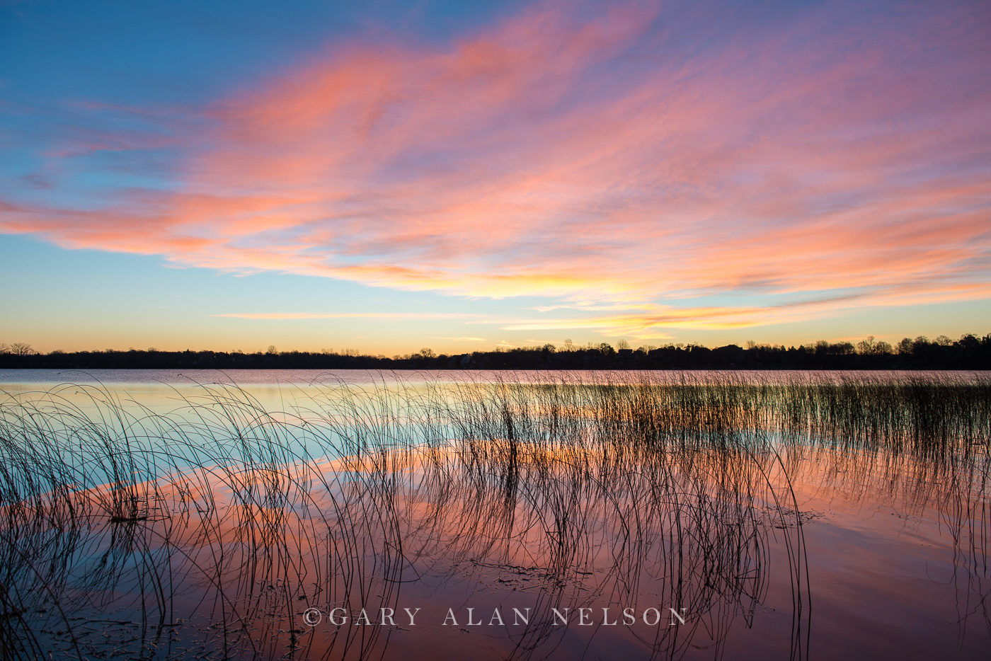 The Blush of dawn over bulrushes on Lake Cowdry, Douglas County, Minnesota