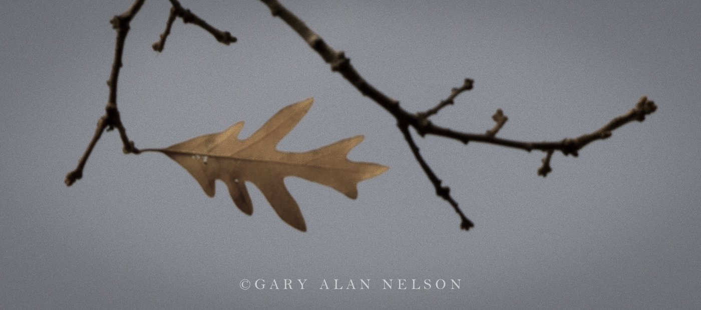 The last oak leaf of autumn, Allemansratt Park, Lindstrom, Minnesota