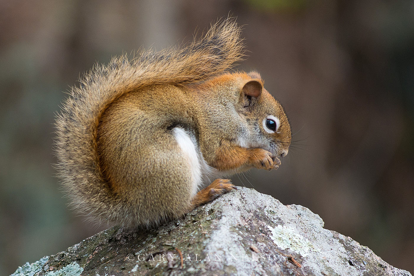 Red squirrel at Interstate State Park, Minnesota