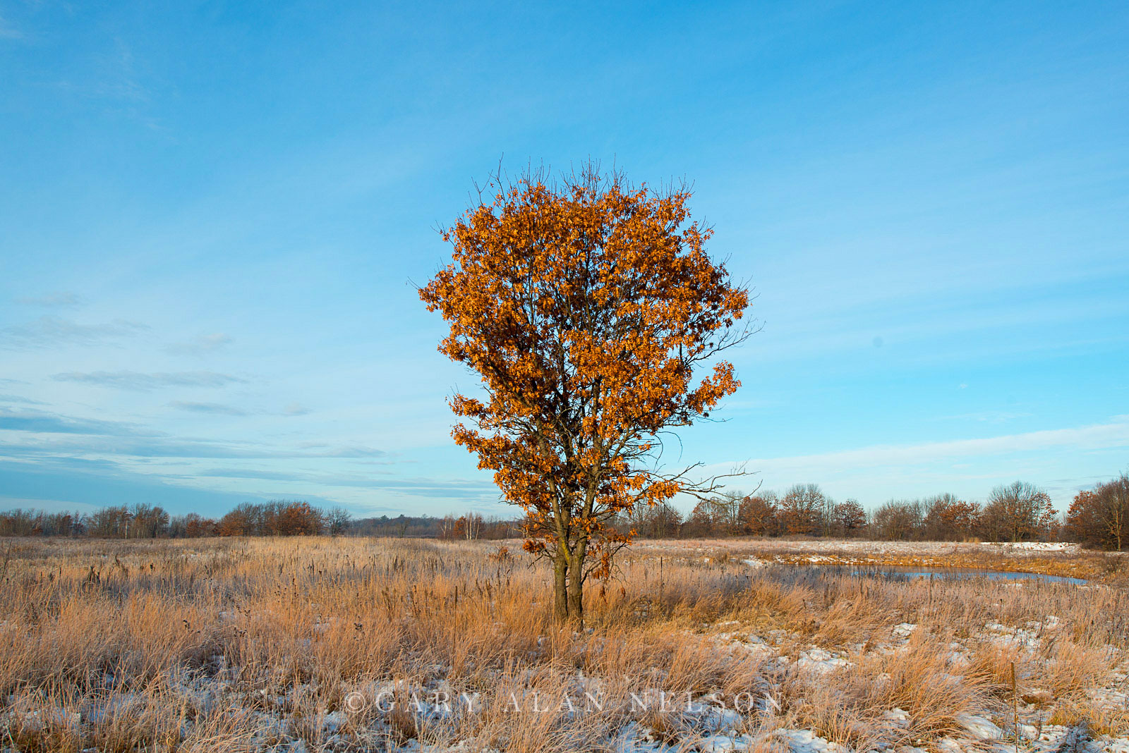 Oak tree on prairie, Carlos Avery State Wildlife Management Area, Minnesota